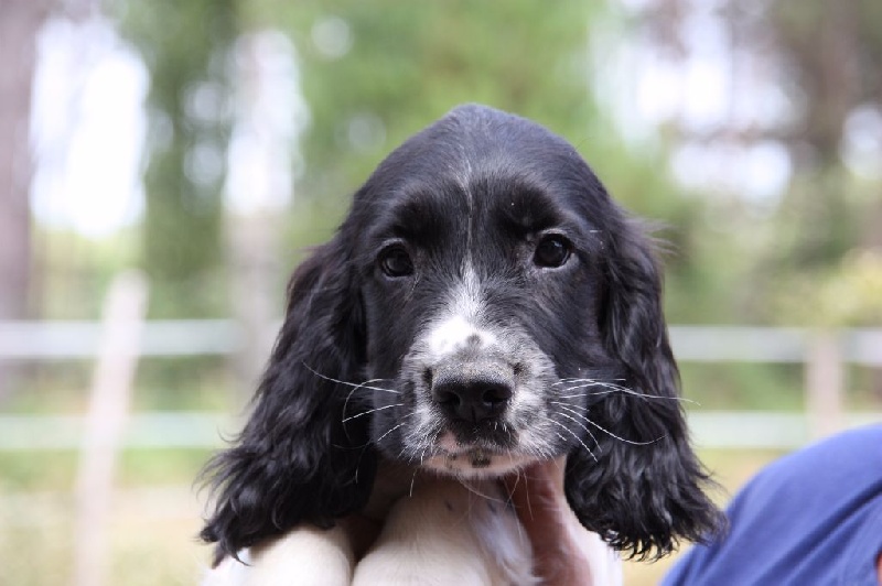 Chiot Elevage des hauts de Garros eleveur de chiens English