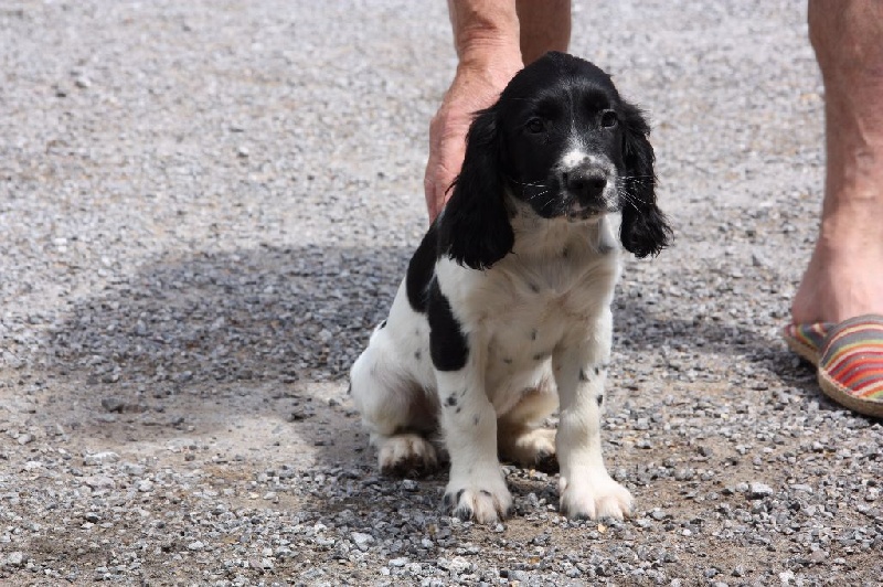 Chiot Elevage des hauts de Garros eleveur de chiens English