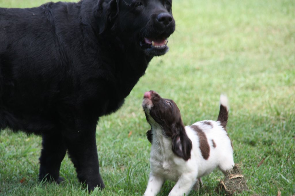 des hauts de Garros - Chiots HEVA / ISLO