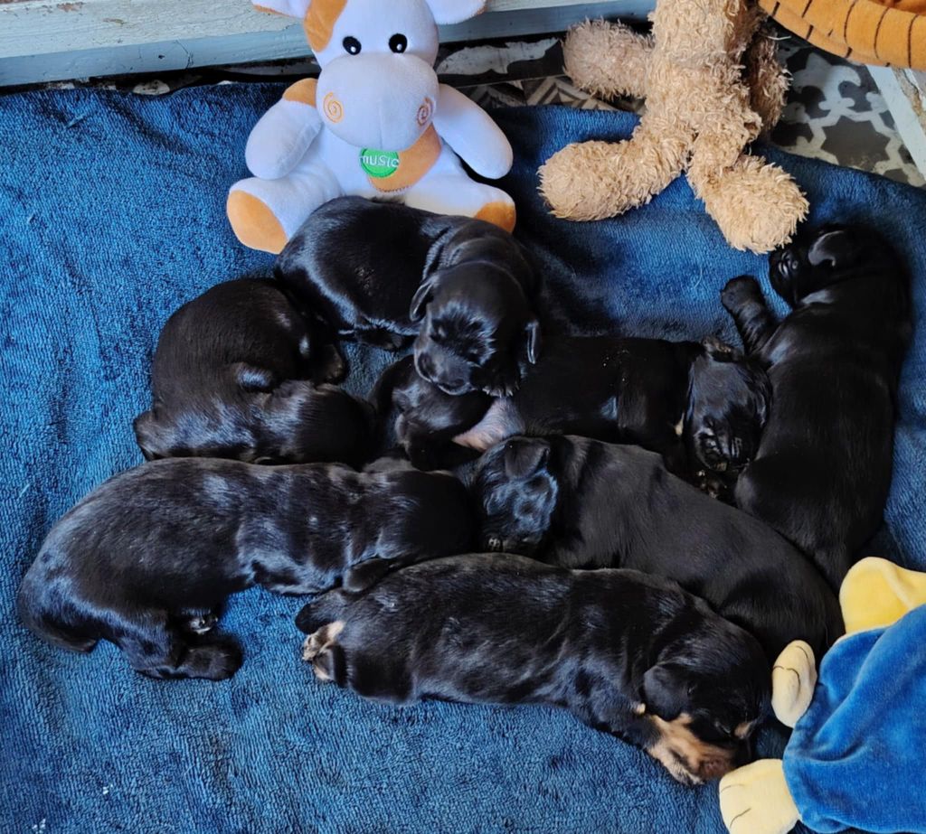 Les Bébés de Pampa sont Arrivés cette nuit.