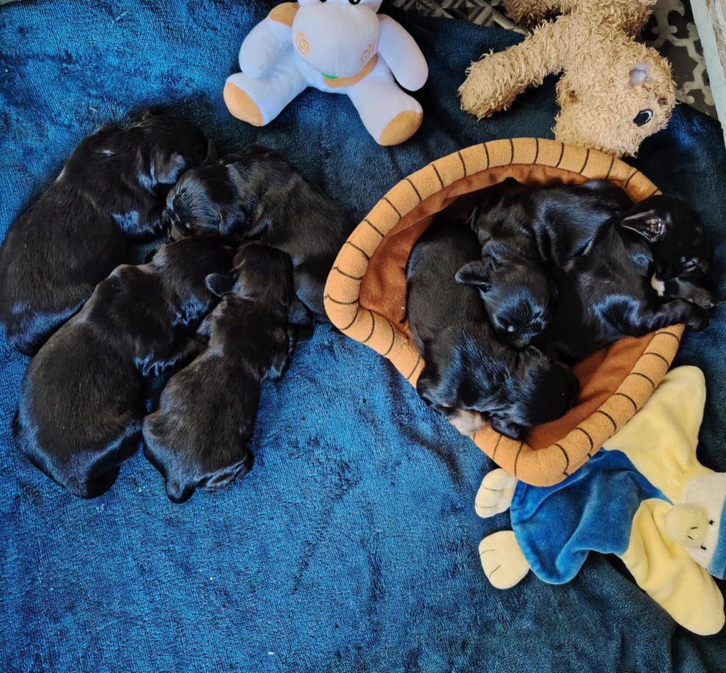 des hauts de Garros - Chiots disponibles - Cocker Spaniel Anglais