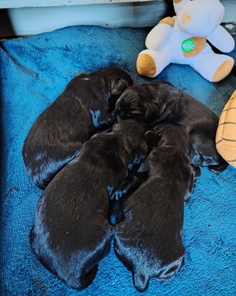 des hauts de Garros - Chiots disponibles - Cocker Spaniel Anglais